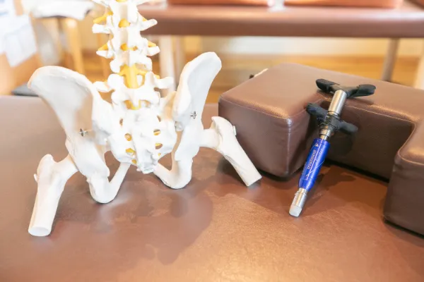 骨盤の模型